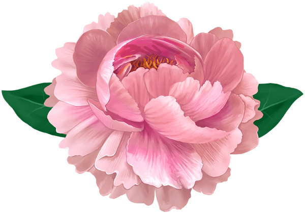 This png image - Flower Pink Decorative Transparent Image, is available for free download