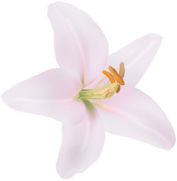 This png image - Flower Pink Lilium PNG Clipart, is available for free download