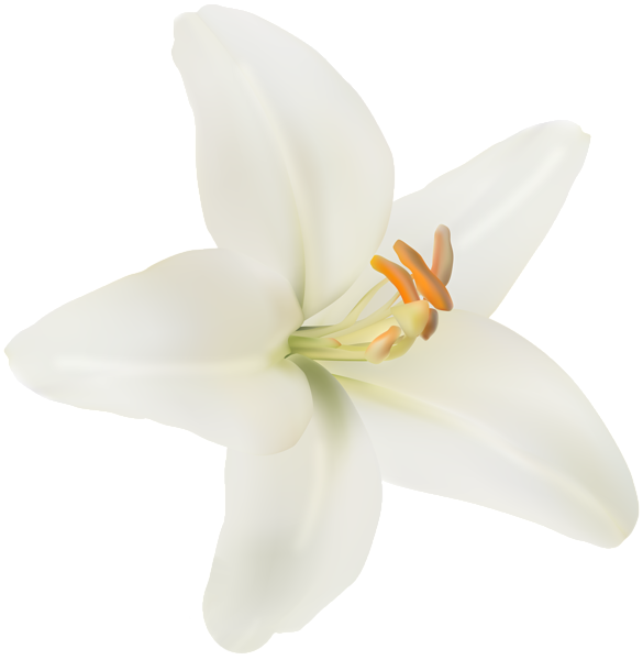 Flower White Lilium PNG Clipart | Gallery Yopriceville - High-Quality ...