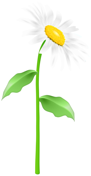 This png image - Flower White PNG Clipart, is available for free download