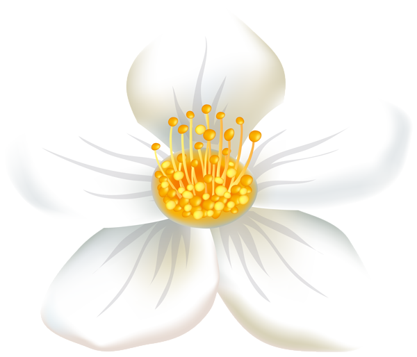 This png image - Flower White PNG Transparent Clip Art Image, is available for free download