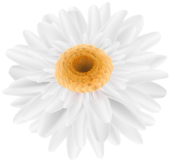 Flower White Transparent Clip Art Image | Gallery Yopriceville - High