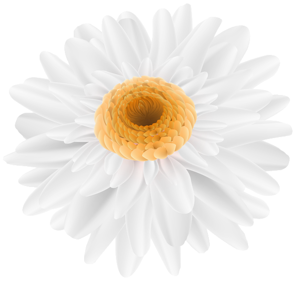This png image - Flower White Transparent Clip Art Image, is available for free download