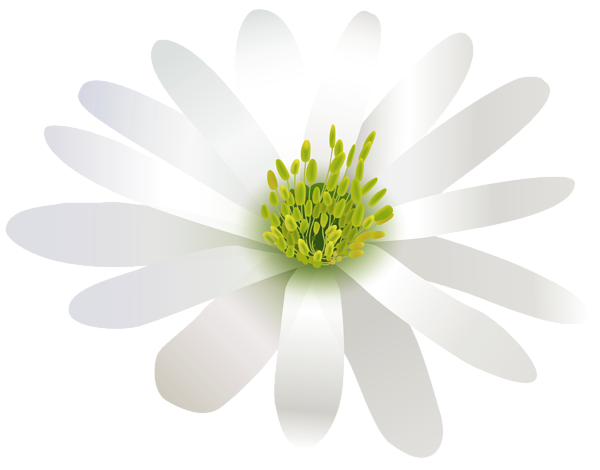 This png image - Flower White Transparent PNG Clip Art Image, is available for free download