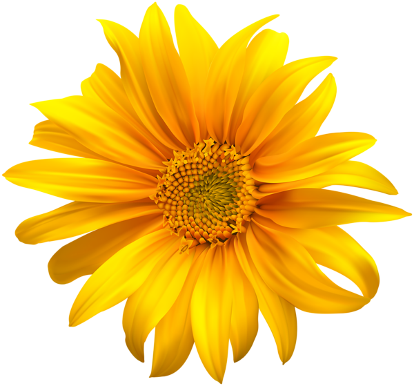 Flower Yellow Transparent Clip Art | Gallery Yopriceville - High