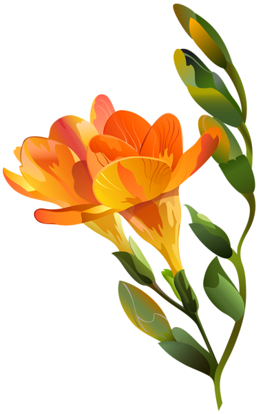 This png image - Freesia Flower Orange Transparent Image, is available for free download