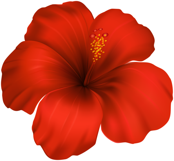 Transparent hibiscus flower
