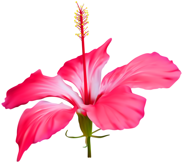 This png image - Hibiscus Flower Transparent PNG Clip Art, is available for free download