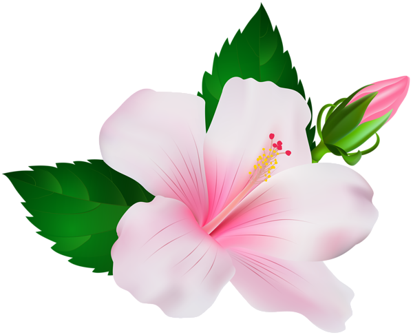 This png image - Hibiscus PNG Clip Art Image, is available for free download