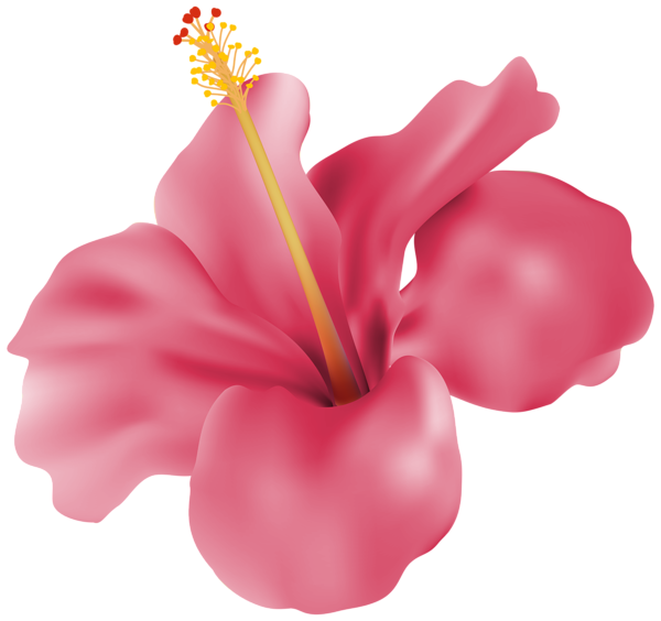 Hibiscus Pink Transparent PNG Clip Art Image | Gallery ...