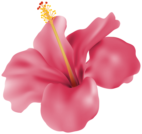 This png image - Hibiscus Pink Transparent PNG Clip Art Image, is available for free download