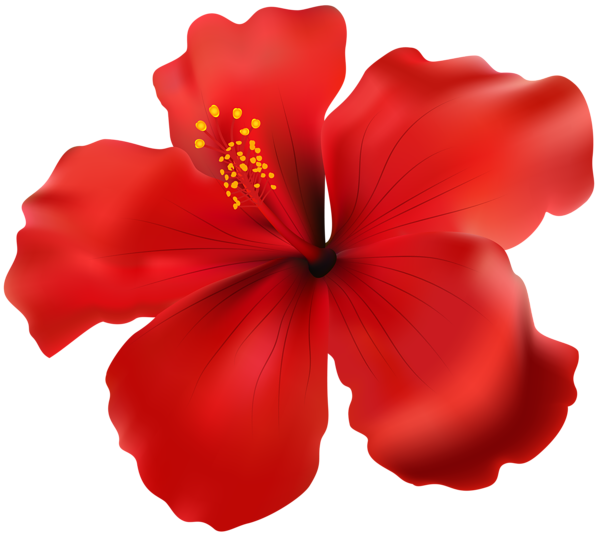 Hibiscus Red Transparent PNG Clip Art Image | Gallery ...