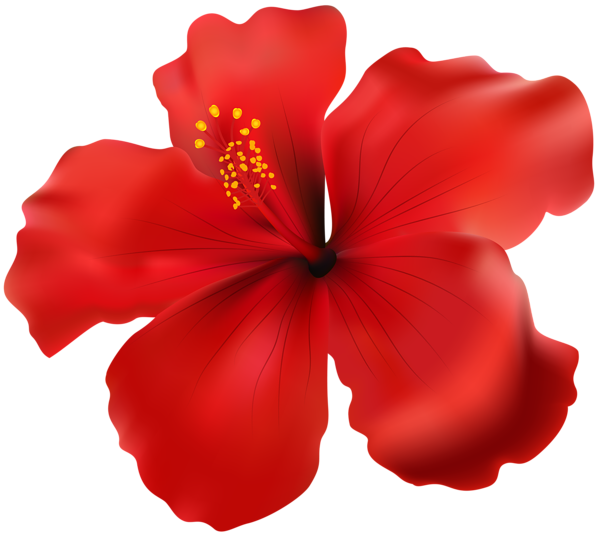 This png image - Hibiscus Red Transparent PNG Clip Art Image, is available for free download