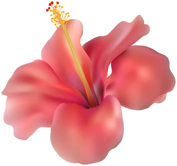 This png image - Hibiscus Transparent PNG Clip Art Image, is available for free download