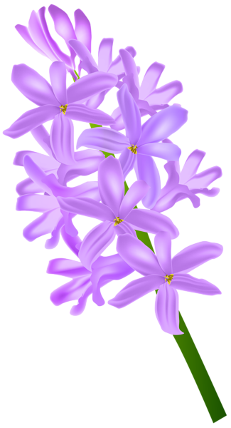 This png image - Hyacinth Transparent Clip Art PNG Image, is available for free download
