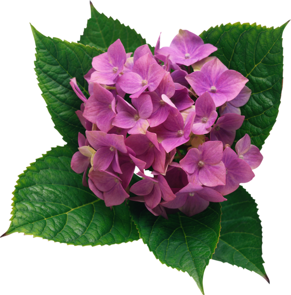 This png image - Hydrangea PNG Clipart Picture, is available for free download