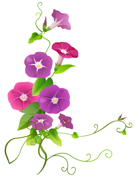 This png image - Ipomoea Flower Transparent PNG Clip Art Image, is available for free download