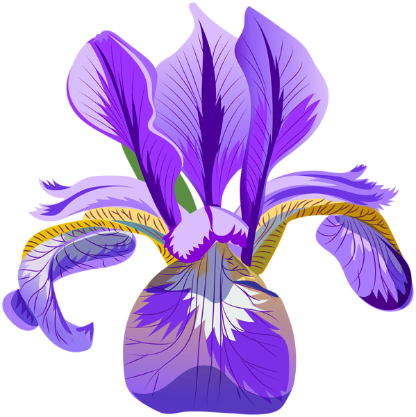 This png image - Iris Flower Purple PNG Clipart, is available for free download