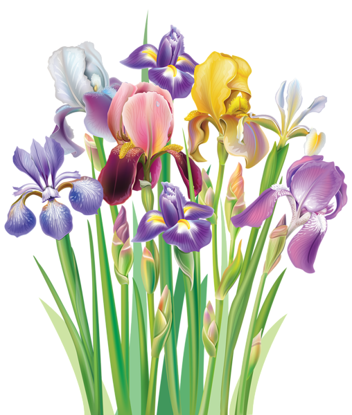 This png image - Irises PNG Clipart Image, is available for free download