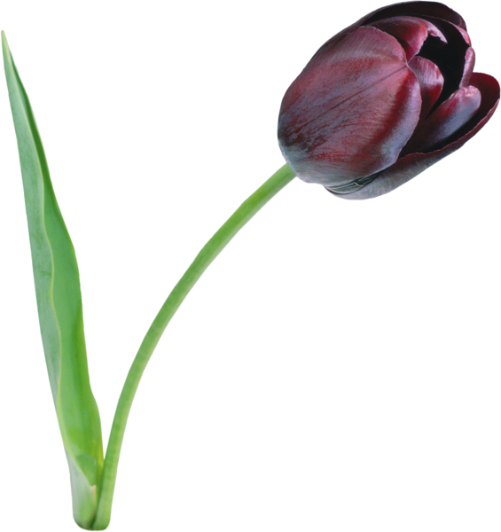 This png image - Large Black Tulip PNG Clipart, is available for free download