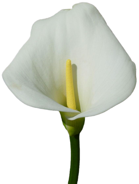 This png image - Large Calla Lily PNG Clipart, is available for free download