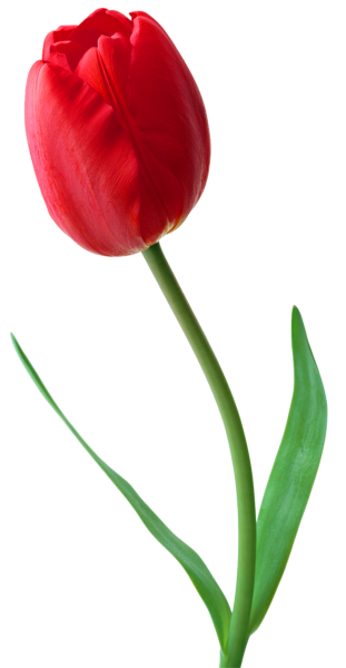 This png image - Large PNG Red Tulip Clipart, is available for free download