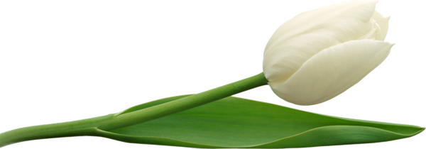 This png image - Large PNG White Tulip Clipart, is available for free download