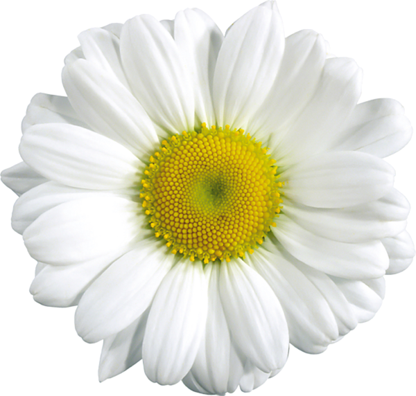 This png image - Large Transparent Daisy Clipart, is available for free download