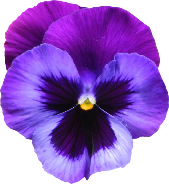 This png image - Large Transparent Purple Violet Flower PNG Clipart, is available for free download