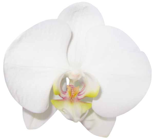 This png image - Large Transparent Vanilla Orchid Clipart, is available for free download