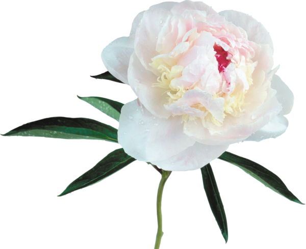 This png image - Large Transparent White Peony Clipart, is available for free download