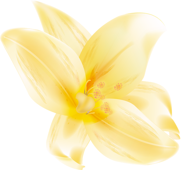 This png image - Large Yellow Lilium Clipart, is available for free download