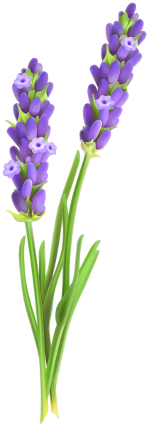 Lavander PNG Clipart Image