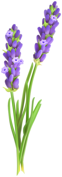 This png image - Lavander PNG Clipart Image, is available for free download