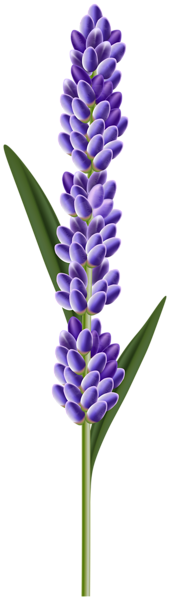 This png image - Lavender Flower PNG Clipart, is available for free download
