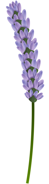 This png image - Lavender Transparent PNG Clip Art Image, is available for free download