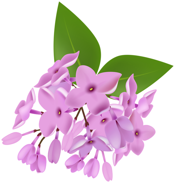 This png image - Lilac Clipart Image, is available for free download