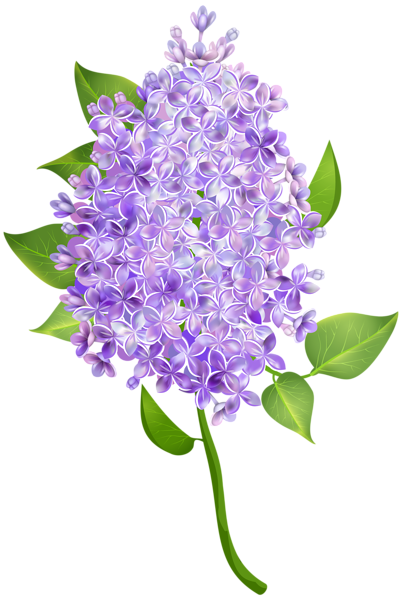 Lilac Flower Transparent Image | Gallery Yopriceville - High-Quality