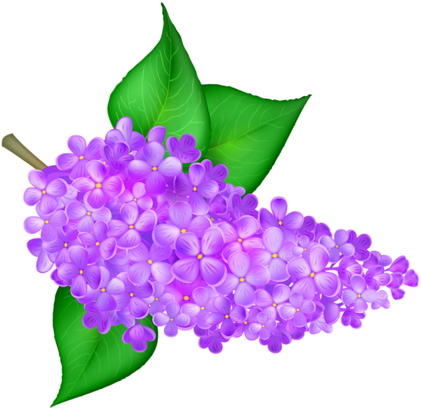 This png image - Lilac Flower Transparent PNG Clip Art Image, is available for free download