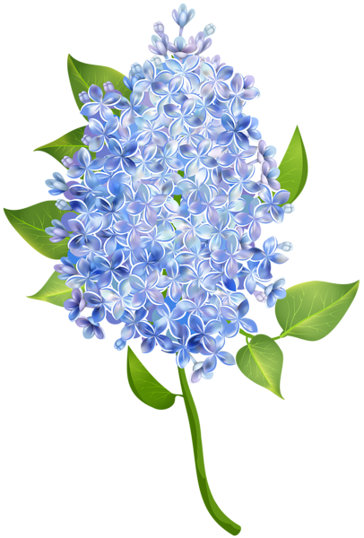This png image - Lilac Flower Transparent PNG Image, is available for free download