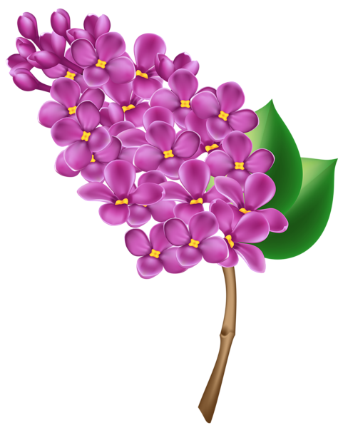 This png image - Lilac Transparent PNG Clip Art Image, is available for free download
