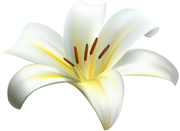 This png image - Lilium Flower Decorative Transparent Image, is available for free download