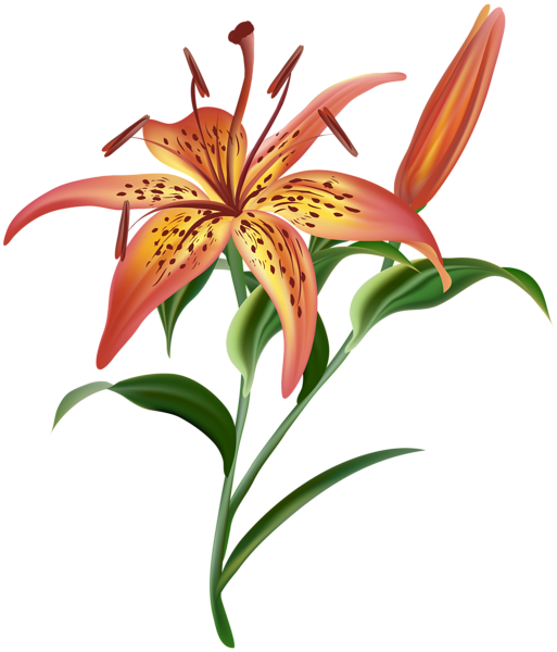 This png image - Lilium Flower PNG Clip Art Image, is available for free download