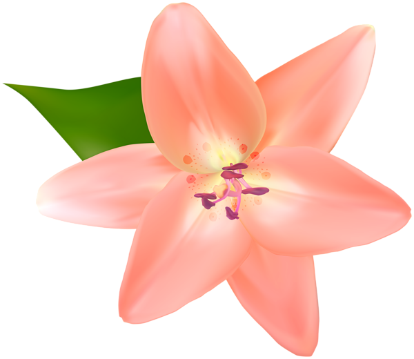 This png image - Lilium Flower PNG Clipart, is available for free download