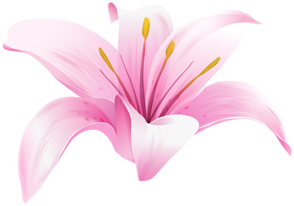 This png image - Lilium Flower Pink PNG Transparent Clipart, is available for free download