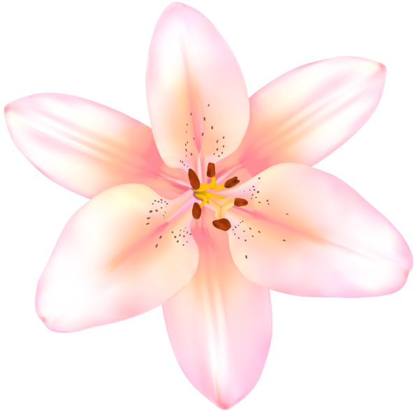 This png image - Lilium Flower Pink Transparent Image, is available for free download
