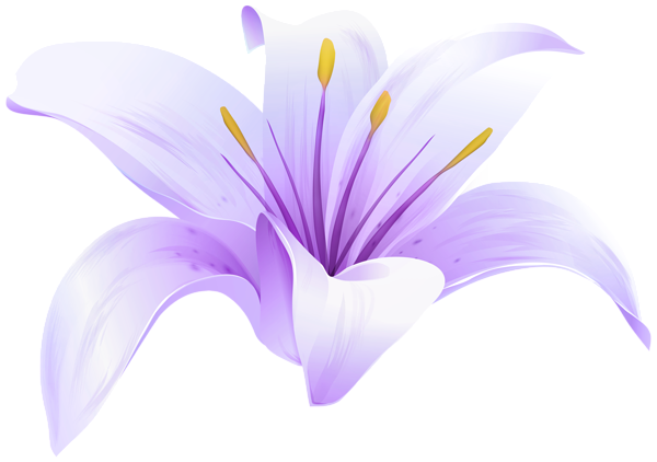 This png image - Lilium Flower Purple PNG Transparent Clipart, is available for free download