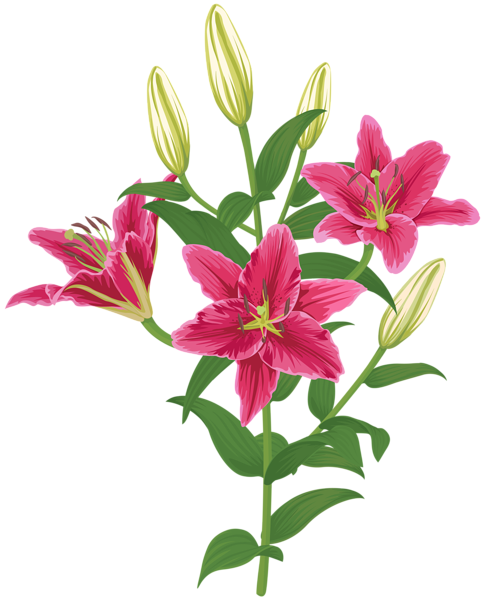 This png image - Lilium Flower Transparent Clip Art, is available for free download