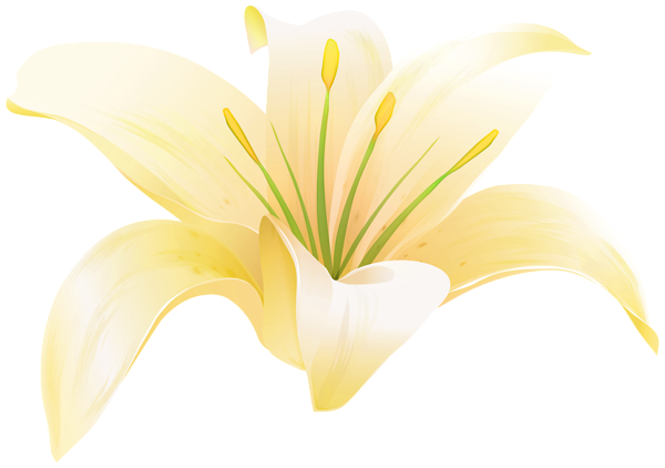 This png image - Lilium Flower Yellow PNG Transparent Clipart, is available for free download