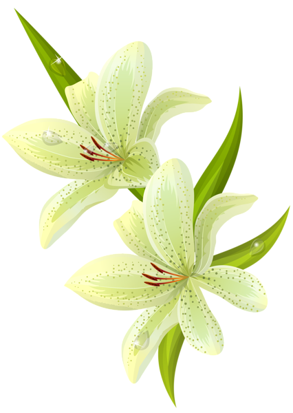 This png image - Lilium PNG Clipart Picture, is available for free download